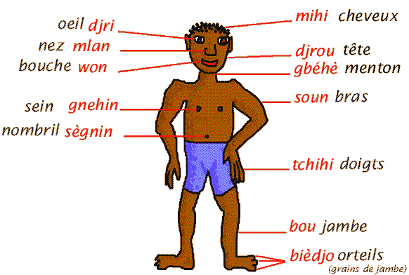 Le corps en langue Wé